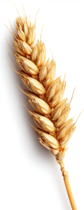 wheat (1)