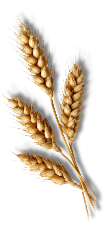 wheat (3)